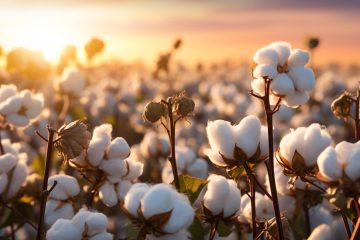Cotton 1 Cotton 1
