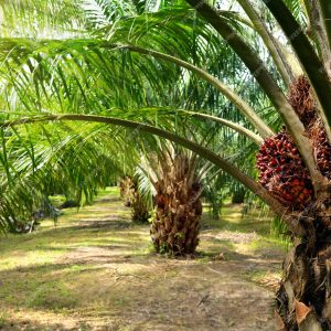 Palm oil 2.jpg